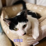 10月8日ひたちなか店に参加するネコスペ事務局の保護猫24