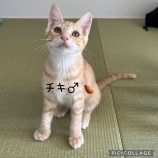 10月8日ひたちなか店に参加するネコスペ事務局の保護猫25