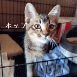10月8日ひたちなか店に参加するネコスペ事務局の保護猫26