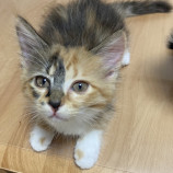 10月15日君津店に参加する猫レンジャーの保護猫02