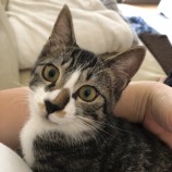 10月15日君津店に参加する猫レンジャーの保護猫03