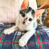 10月15日君津店に参加する猫レンジャーの保護猫04