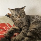 10月15日君津店に参加する猫レンジャーの保護猫05