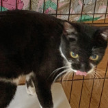 10月15日君津店に参加する猫レンジャーの保護猫09