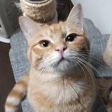 10月15日君津店に参加する猫レンジャーの保護猫11