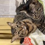 10月15日君津店に参加する猫レンジャーの保護猫12