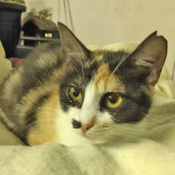 10月15日君津店に参加する猫レンジャーの保護猫13