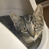 10月15日君津店に参加する猫レンジャーの保護猫14