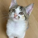 10月15日君津店に参加する猫レンジャーの保護猫15