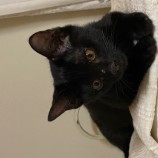 10月15日君津店に参加する猫レンジャーの保護猫16