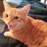 10月15日君津店に参加猫レンジャーの保護猫17