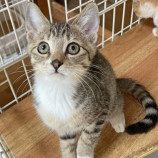 10月15日君津店に参加する猫レンジャーの保護猫18