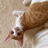 10月15日君津店に参加する猫レンジャーの保護猫19