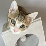 10月15日君津店に参加する猫レンジャーの保護猫20