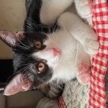 10月15日君津店に参加する猫レンジャーの保護猫21