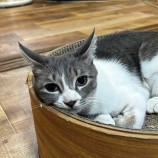 10月28日君津店に参加する富津ねこネットの保護猫01