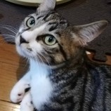 10月28日君津店に参加する富津ねこネットの保護猫08