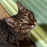 10月28日君津店に参加する富津ねこネットの保護猫17