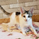 10月15日古河店に参加するにゃんこの大冒険の保護猫01