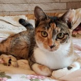 10月15日古河店に参加するにゃんこの大冒険の保護猫03