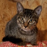 10月15日古河店に参加するにゃんこの大冒険の保護猫04