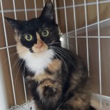 10月15日古河店に参加するにゃんこの大冒険の保護猫05