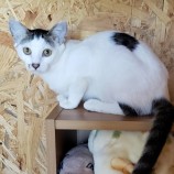 10月15日古河店に参加するにゃんこの大冒険の保護猫06