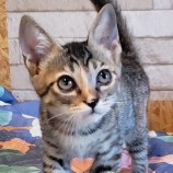 10月15日古河店に参加するにゃんこの大冒険の保護猫07