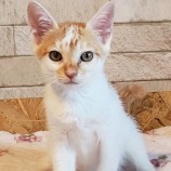 10月15日古河店に参加するにゃんこの大冒険の保護猫08