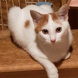 10月15日古河店に参加するにゃんこの大冒険の保護猫09