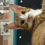 10月1日瑞穂店に参加するまたたび家の保護猫01