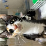 10月1日瑞穂店に参加するまたたび家の保護猫02