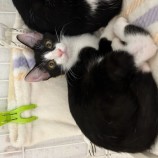 10月1日瑞穂店に参加するまたたび家の保護猫03