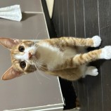 10月1日瑞穂店に参加するまたたび家の保護猫09