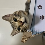 10月1日瑞穂店に参加するまたたび家の保護猫11