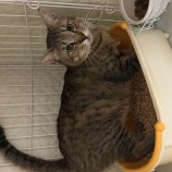 10月1日瑞穂店に参加するまたたび家の保護猫12