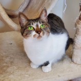 10月21日八千代店に参加する花ねこ千葉の保護猫02