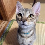 10月21日八千代店に参加する花ねこ千葉の保護猫05