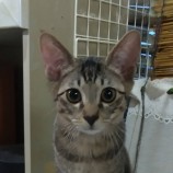 10月21日八千代店に参加する花ねこ千葉の保護猫06