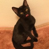 10月21日八千代店に参加する花ねこ千葉の保護猫08