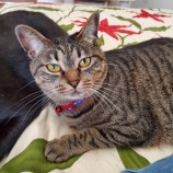 10月21日八千代店に参加する花ねこ千葉の保護猫09