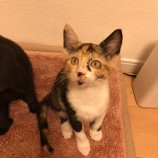 10月21日八千代店に参加する花ねこ千葉の保護猫10