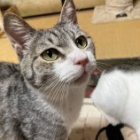 10月21日八千代店に参加する花ねこ千葉の保護猫11