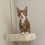 10月21日八千代店に参加する花ねこ千葉の保護猫19