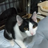 10月21日八千代店に参加する花ねこ千葉の保護猫20