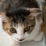 10月22日吉岡店に参加する猫のへやの保護猫01