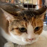 10月22日吉岡店に参加する猫のへやの保護猫02
