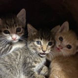 11月12日荒川沖店に参加するTeam.ホーリーキャットの保護猫01