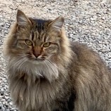 11月12日荒川沖店に参加するTeam.ホーリーキャットの保護猫03