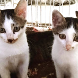 11月12日荒川沖店に参加するTeam.ホーリーキャットの保護猫05